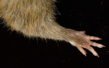 hand of rat facing right